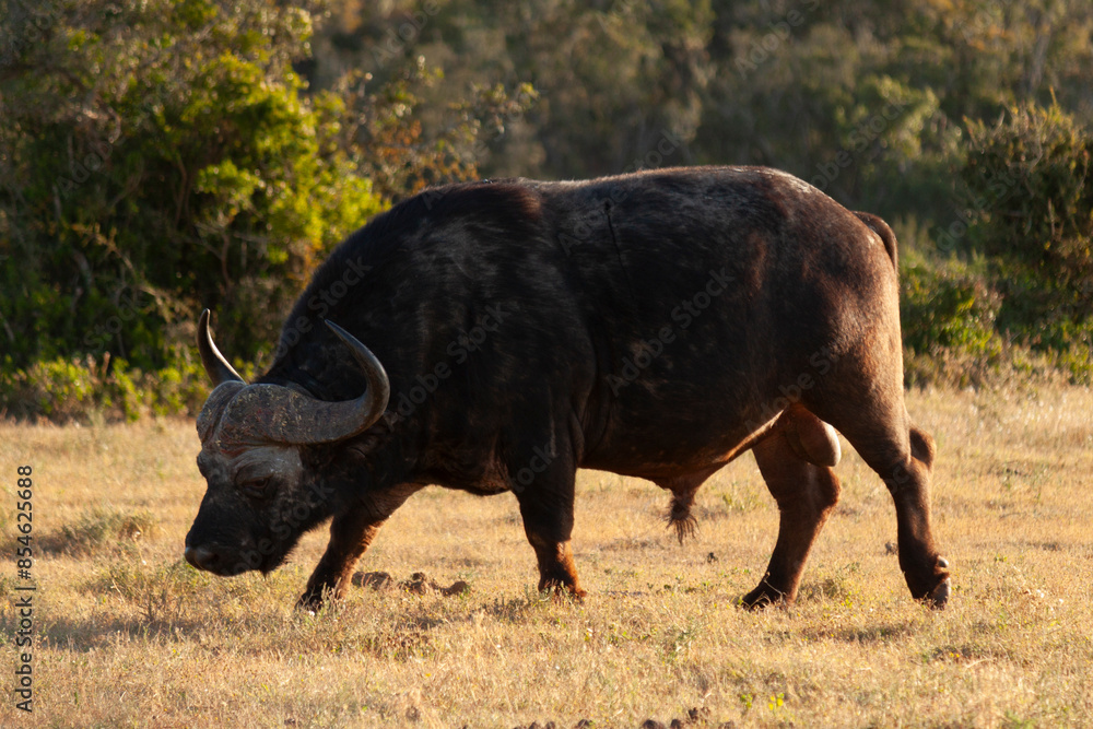 Buffalo Buffalo