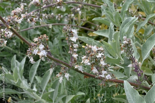 White sage (Salvia apiana) flowers. Lamiaceae evergreen shrub. White lip-shaped flowers bloom from April to June. It was used in ceremonies and prayers as a 