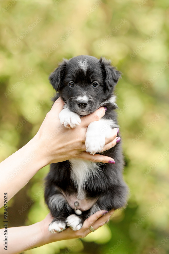 Cute border collie puppy at owners hands. Dog litter. Dog kennel. Puppy in hand Cute border collie puppy at owners hands. Dog litter. Dog kennel. Puppy in hand
