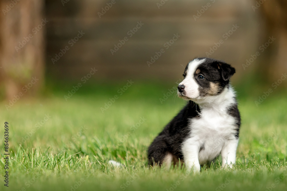 Adorable border collie puppy frolics in lush green grass, embodying the spirit of canine companionship. Adorable border collie puppy frolics in lush green grass, embodying the spirit of canine companionship.