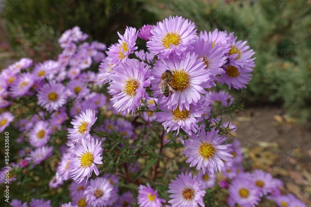 Macro of bee pollinating pink flowers of Michaelmas daisies in October Macro of bee pollinating pink flowers of Michaelmas daisies in October