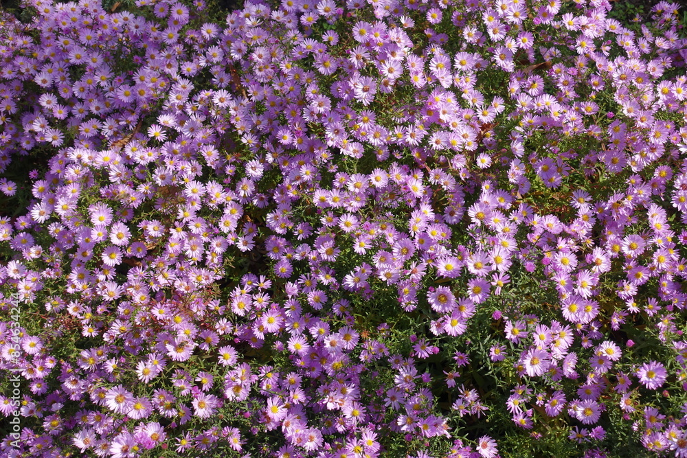 Plentiful pink flowers of Michaelmas daisies with bees in mid October Plentiful pink flowers of Michaelmas daisies with bees in mid October