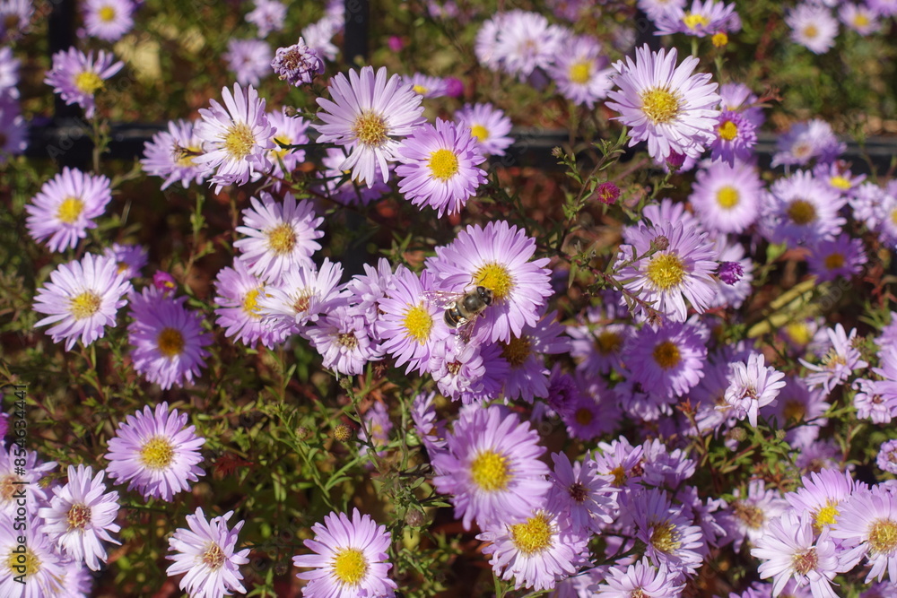 Pollination of pink flowers of Michaelmas daisies in October Pollination of pink flowers of Michaelmas daisies in October