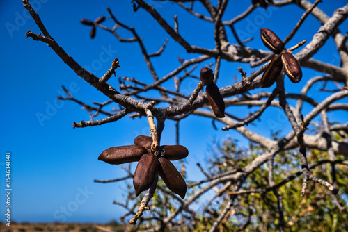 Seed pods of the Kurrajong tree (Brachychiton populneus), endemic to the arid regions of Australia
 photo