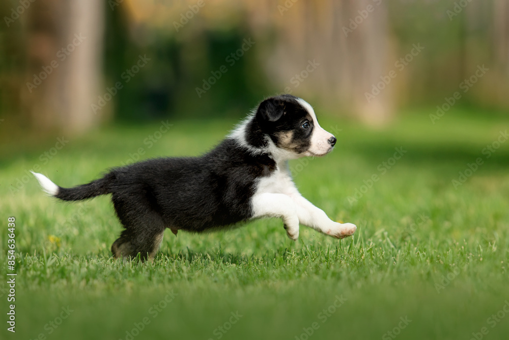 Adorable border collie puppy frolics in lush green grass, embodying the spirit of canine companionship. Adorable border collie puppy frolics in lush green grass, embodying the spirit of canine companionship.