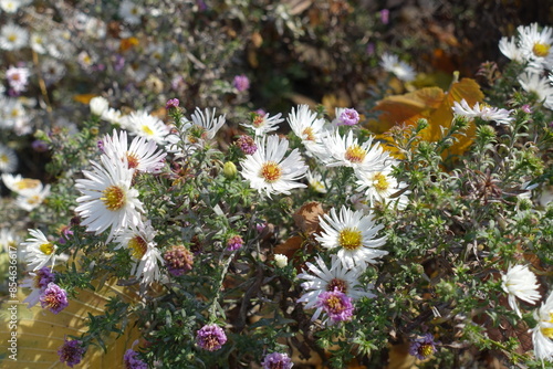 Flowering white heath aster in mid October photo