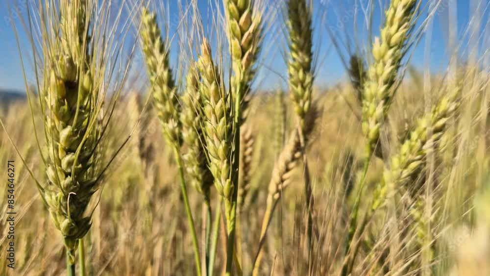 A field of wheat with a stalk of wheat in the foreground. The wheat is tall and green, and the sky is blue. Organic agriculture production in Europe. Eco farming in wild nature landscape A field of wheat with a stalk of wheat in the foreground. The wheat is tall and green, and the sky is blue. Organic agriculture production in Europe. Eco farming in wild nature landscape