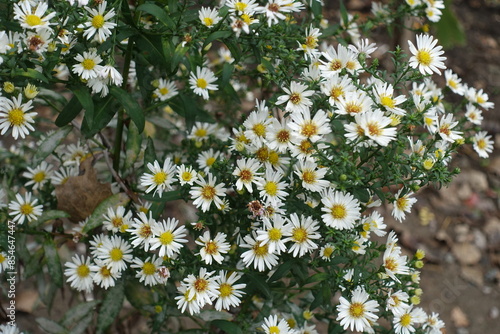 Loads of white flowers of heath aster in September photo