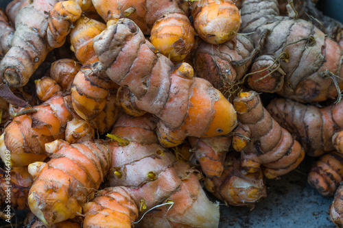 Freshly harvested Turmeric