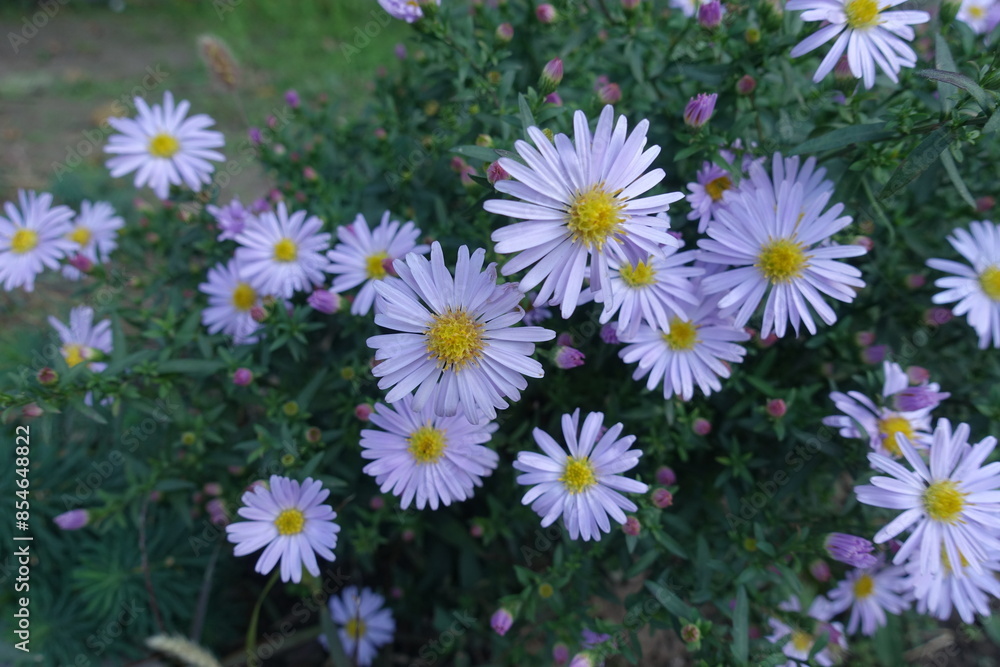 Bunch of violet flowers of Michaelmas daisies in October Bunch of violet flowers of Michaelmas daisies in October