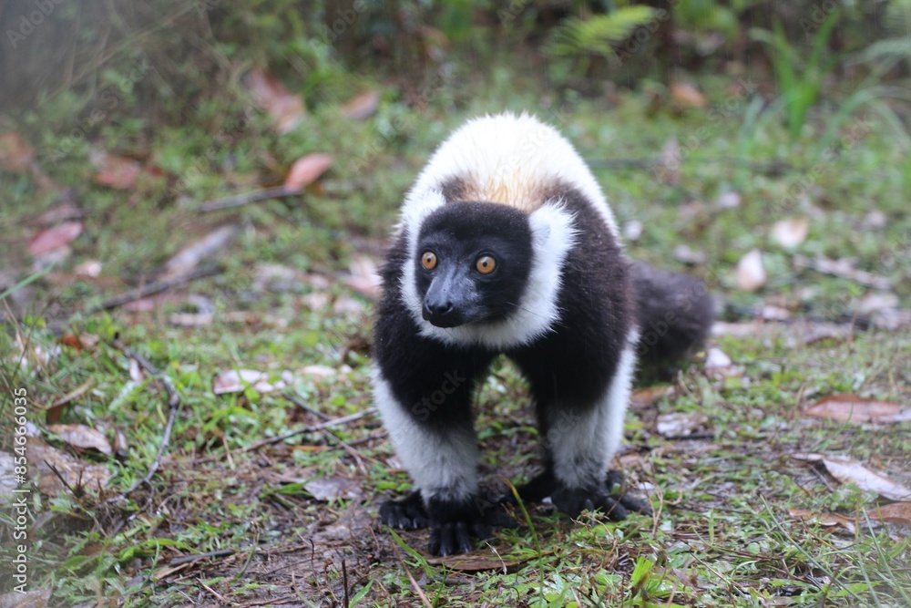 Naklejka premium Wild lemur on Lemur Island in Vakona forest.