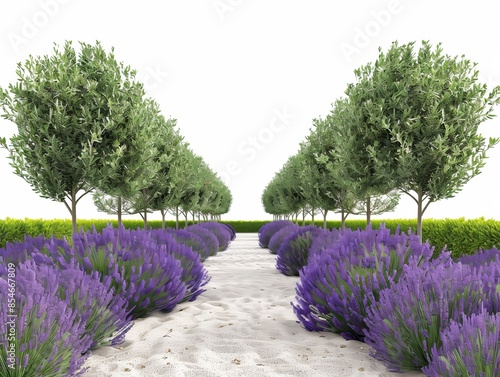 A serene garden with rows of lavender bushes emitt  photo