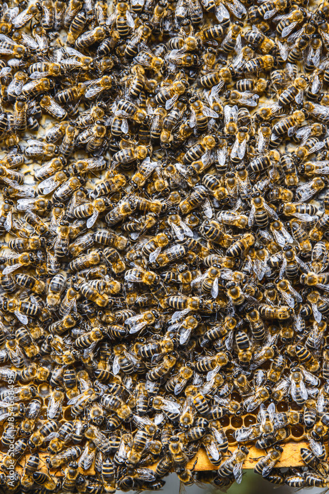Honeycomb Covered with many Bees Honeycomb Covered with many Bees