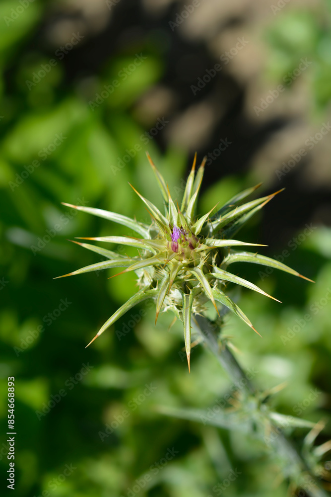 Milk thistle flower bud Milk thistle flower bud