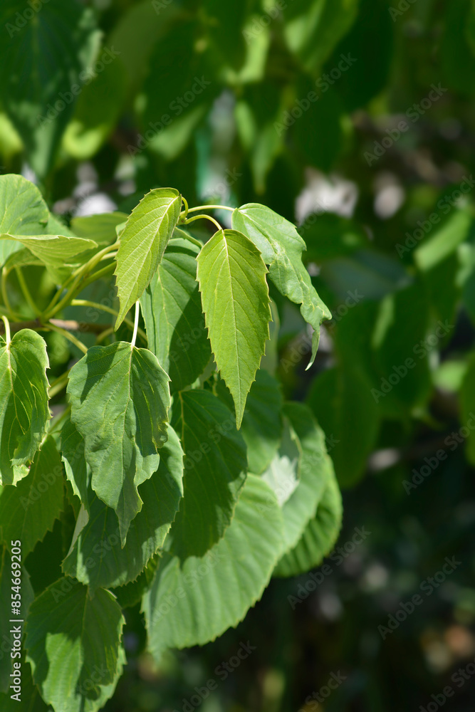Obraz premium Handkerchief tree branch wit leaves