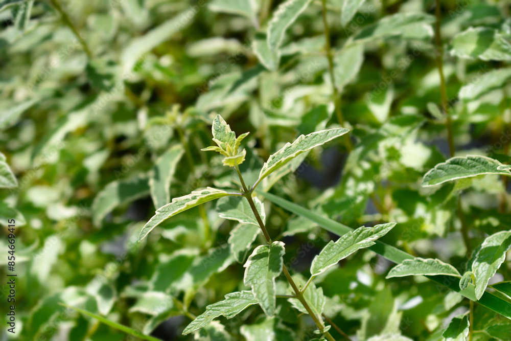 Bluebeard White Surprise leaves Bluebeard White Surprise leaves
