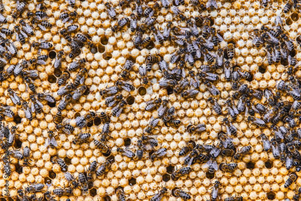 Honeycomb with many Bees Honeycomb with many Bees