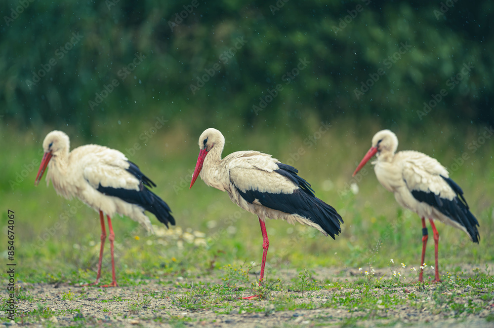 Fototapeta premium Weißstorch auf Mülldeponie