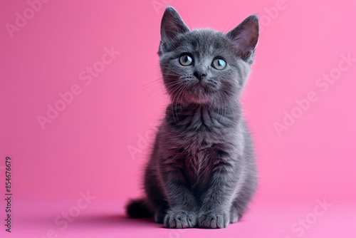 Adorable grey kitten with blue eyes sitting against a pink background, looking curious and alert.