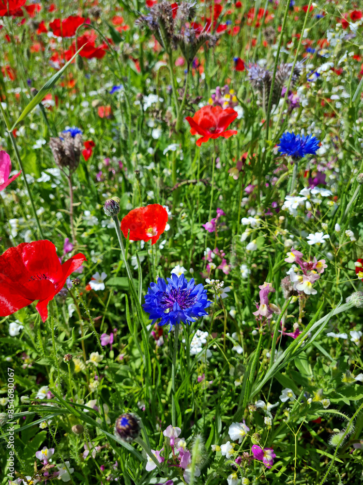 Obraz premium Nombreuses fleurs de pavot, coquelicot et bleuet dans une prairie ou champs fleuri pour la biodiversité, les abeilles et les pollinisateurs du jardin. Format portrait. 