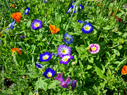 Nombreuses fleurs de convolvulus tricolor (dwarf morning glory) une prairie ou champs fleuri pour la biodiversité, les abeilles et les pollinisateurs du jardin. Format Paysage.