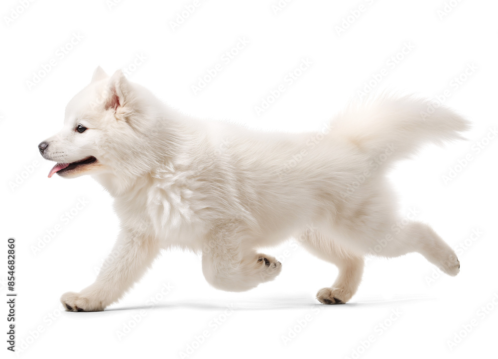 Happy excited Samoyed dog in running pose side profile view on isolated background