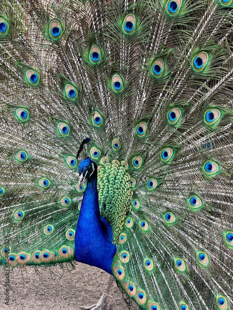 Fototapeta premium Pfau mit aufgestelltem Rad