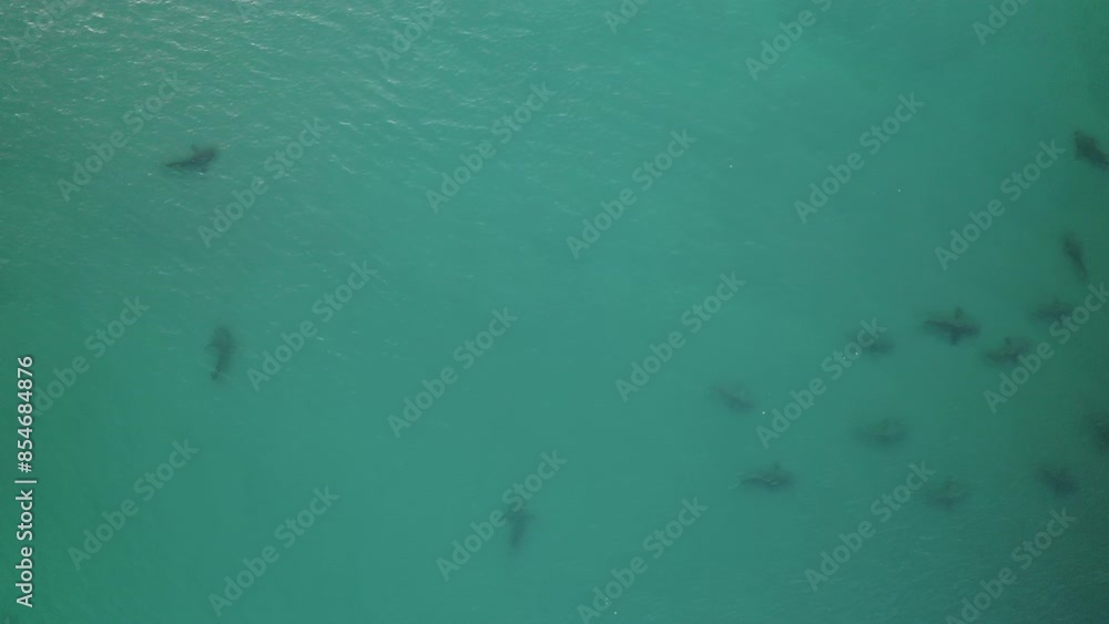 Aerial video above sharks near the coastline of Hadera, Israel Aerial video above sharks near the coastline of Hadera, Israel