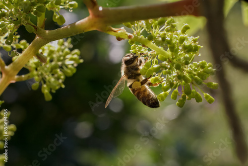 Blooming young wine grapes with a bee in the garden.