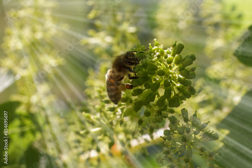 Blooming young wine grapes with a bee in the garden.
