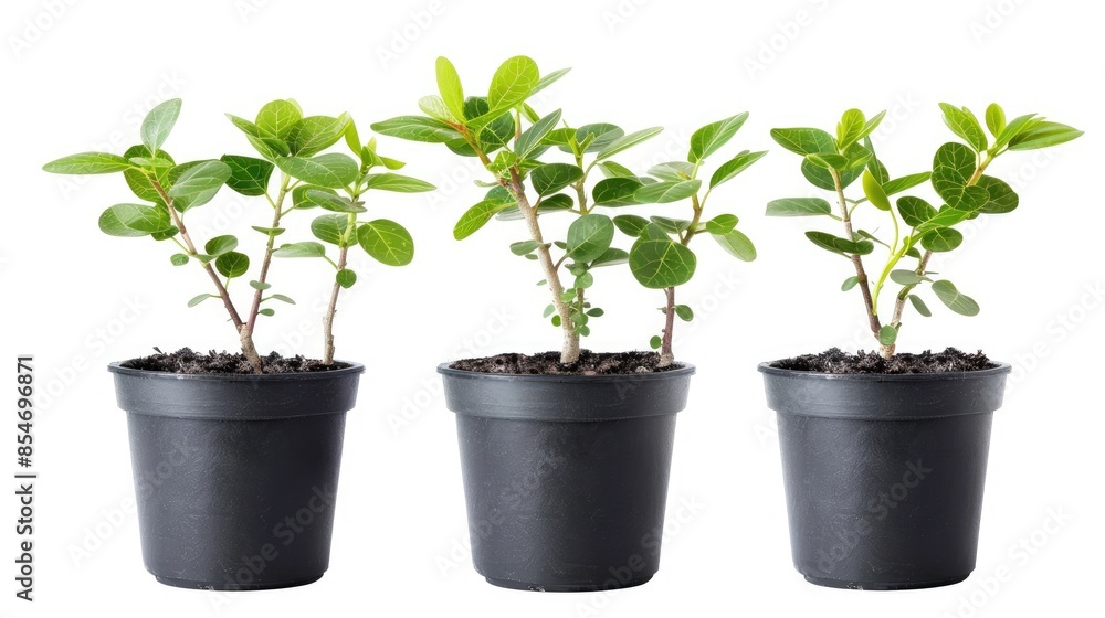 Small tree with green leaves planted in black flower pots isolated on a white background with a clipping path included Small tree with green leaves planted in black flower pots isolated on a white background with a clipping path included