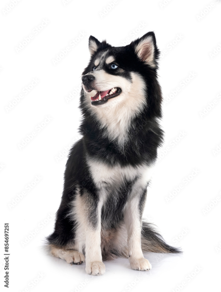 Pomsky in studio Pomsky in studio