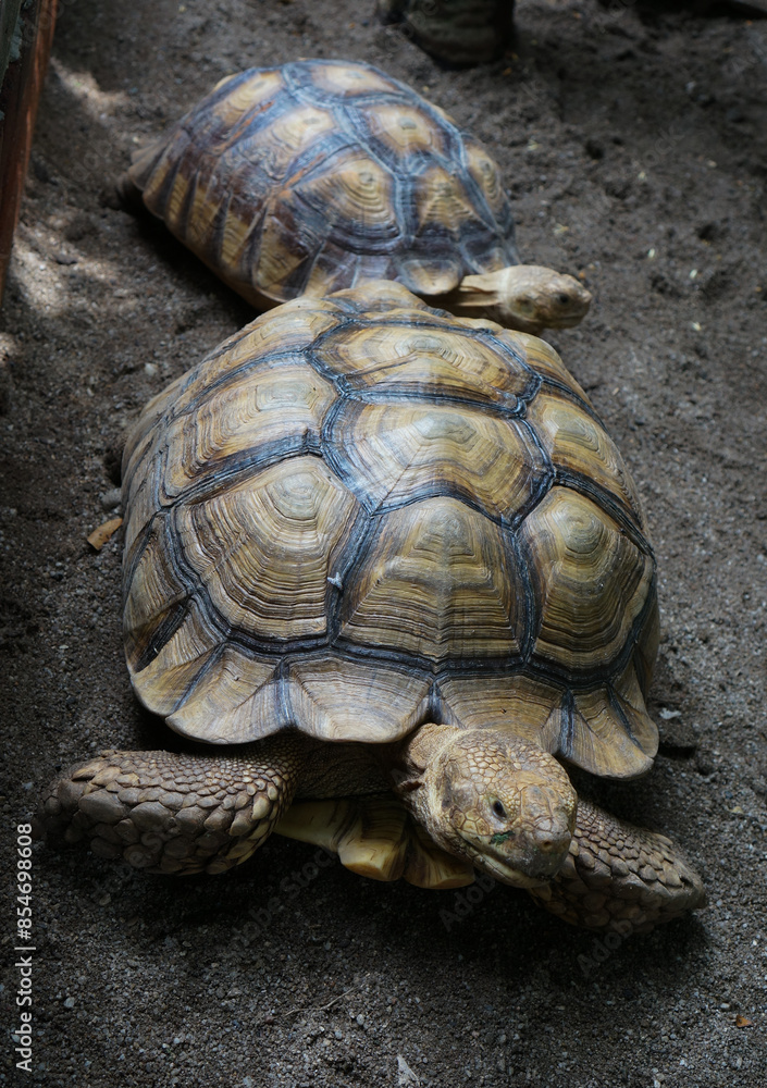 Close-up of Two Tortoise on Sandy Surface Close-up of Two Tortoise on Sandy Surface
