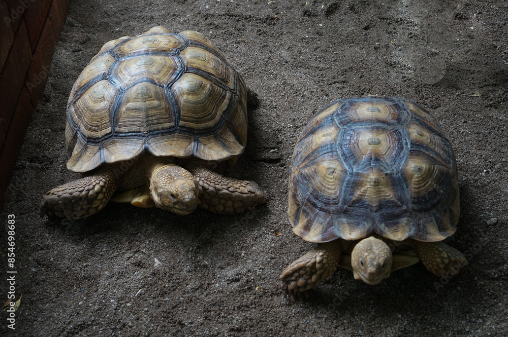 Close-up of Two Tortoise on Sandy Surface Close-up of Two Tortoise on Sandy Surface
