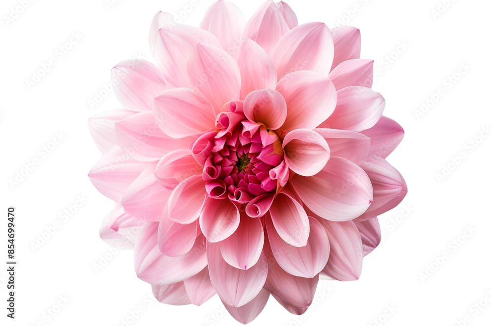 Photo of a pink dahlia flower on a white background. Close up view with no shadows or other elements in the picture. Isolated object on transparent background, PNG file.
Photo of a pink dahlia flower on a white background. Close up view with no shadows or other elements in the picture. Isolated object on transparent background, PNG file.