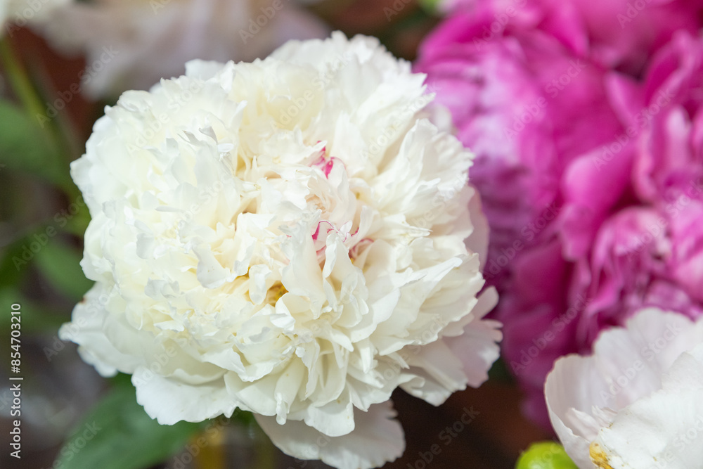 beautiful white peony Couronne D Or flower. Closeup. Blurred background beautiful white peony Couronne D Or flower. Closeup. Blurred background