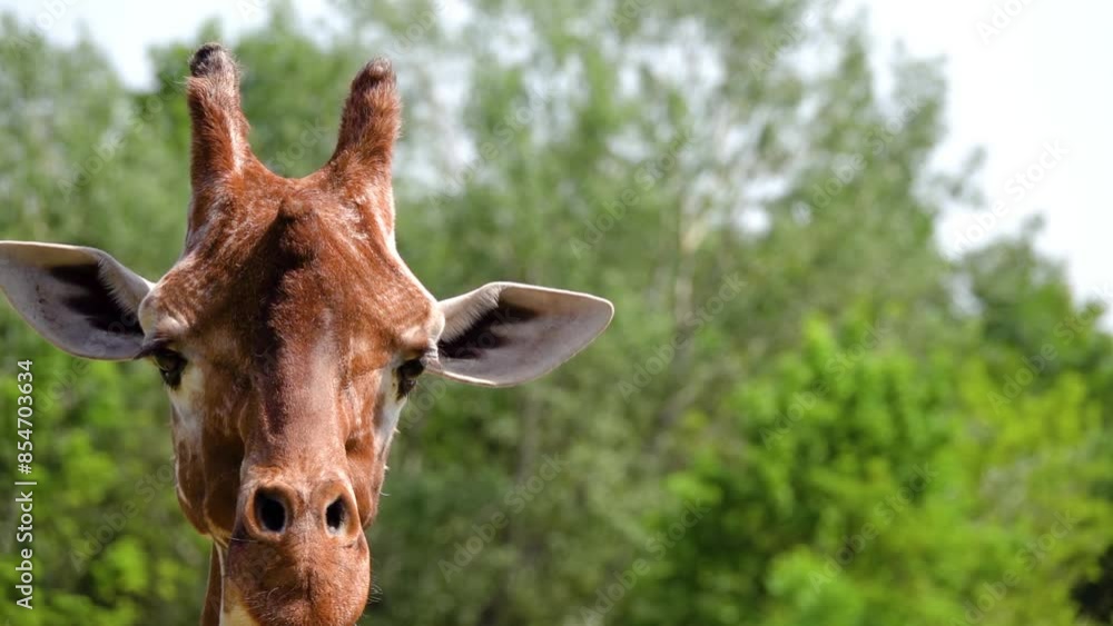 Giraffe head closeup. Reticulated giraffe (Giraffa camelopardalis reticulata), also known as Somali giraffe, is subspecies of giraffe native to Horn of Africa.