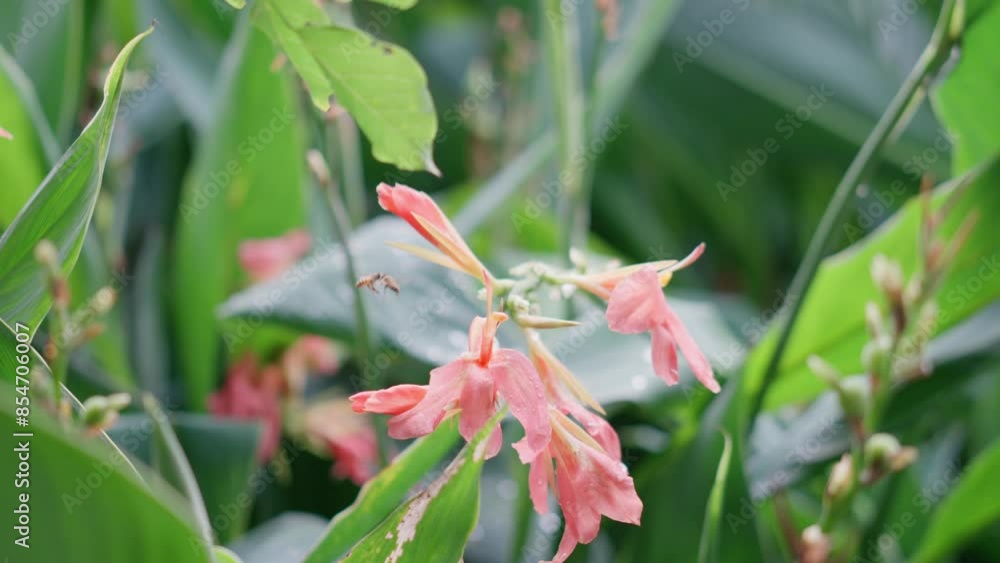 Rainy day after the park, raindrops falling from green plant leaves, bees working hard collecting nectar, multiple bees helping each other Rainy day after the park, raindrops falling from green plant leaves, bees working hard collecting nectar, multiple bees helping each other