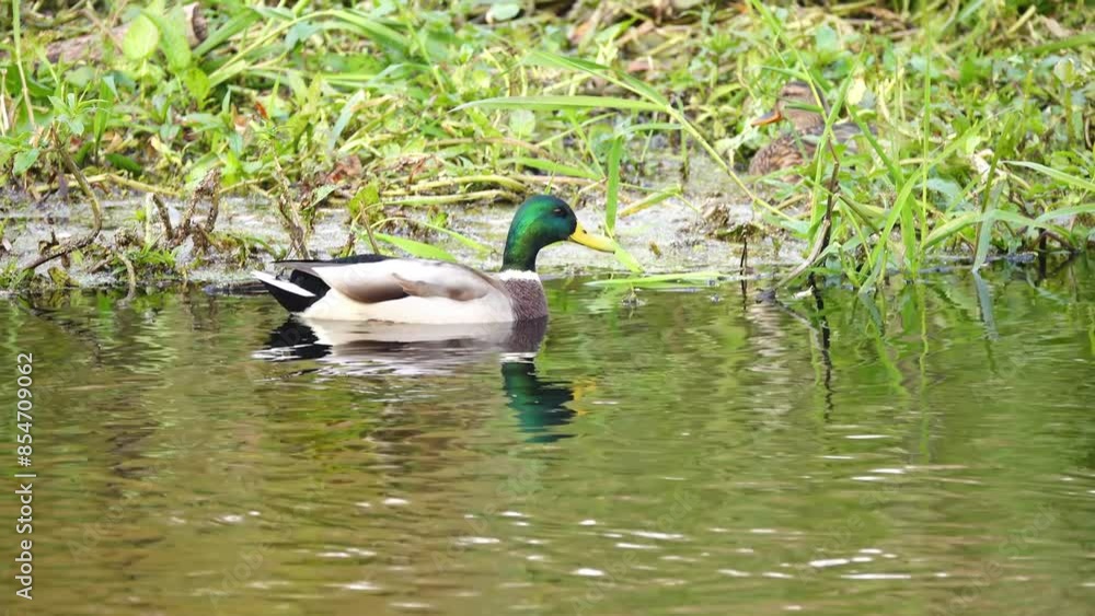 A beautiful mallard duck swimming near the shore on a small lake. A beautiful mallard duck swimming near the shore on a small lake.