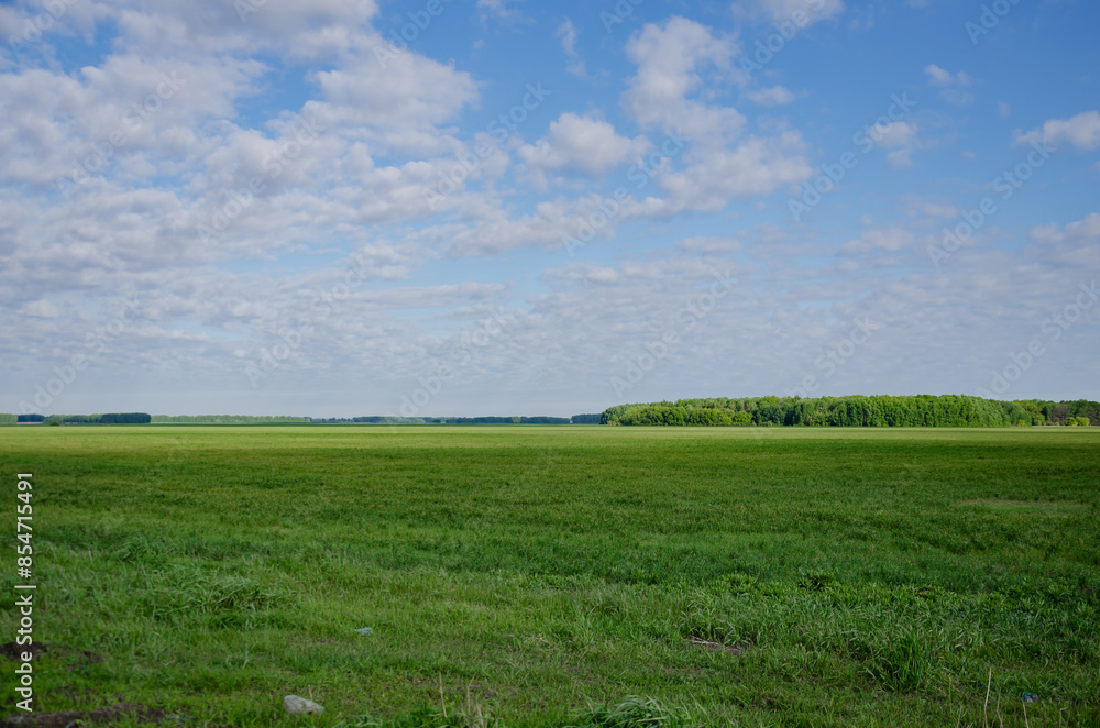 green grass on the field and blue sky, spacious landscape green grass on the field and blue sky, spacious landscape
