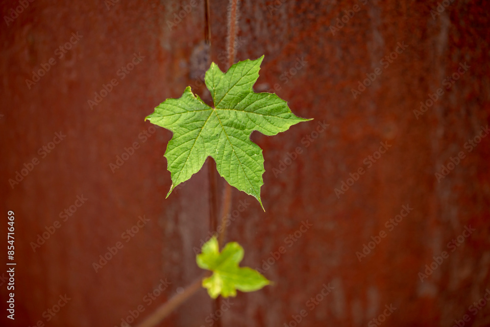 Green five-leafed leaves from ivy and blurred rusty walls. Green five-leafed leaves from ivy and blurred rusty walls.
