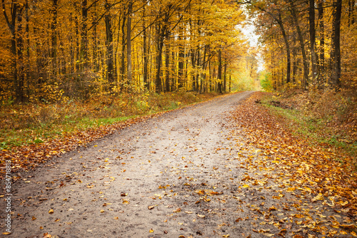 Wet dirt road in golden autumn forest