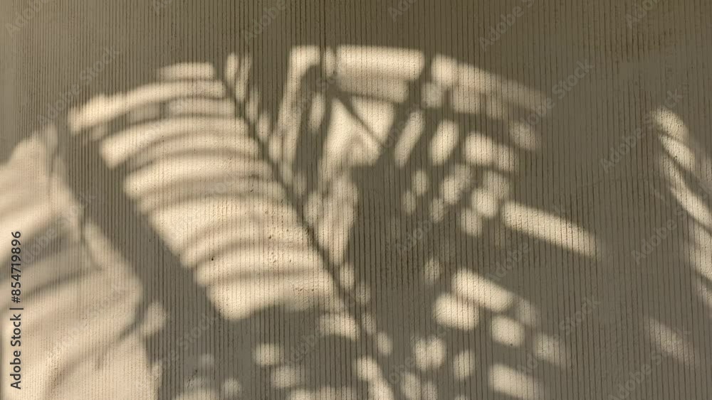 Shadows of palm tree on the wall in sunny day Shadows of palm tree on the wall in sunny day