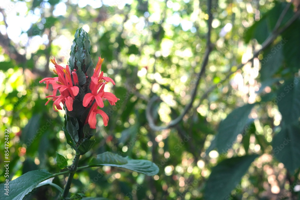 Closeup of Cardinal's Guard flower of Pachystachys coccinea plant in ...
