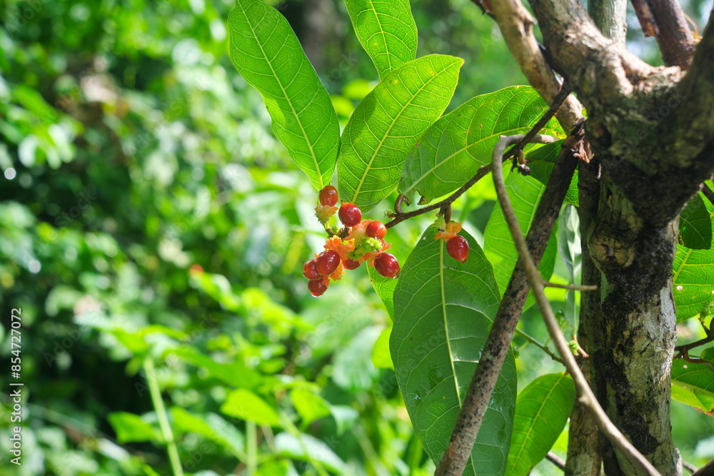 Closeup of burny vine or Malaisia scandens with bright red fruits found in Batangas, Philippines. Closeup of burny vine or Malaisia scandens with bright red fruits found in Batangas, Philippines.