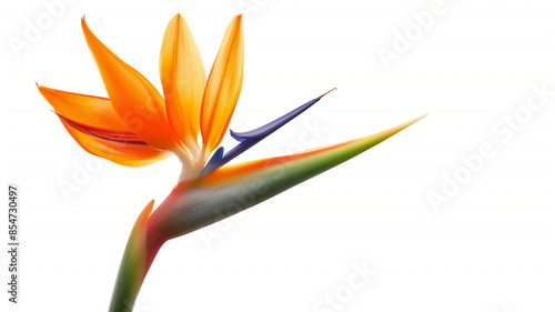 Striking bird of paradise flower with vivid orange and blue petals against a white background. © Ritthichai