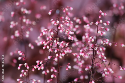 Canvas Print Heuchera. Blooming heuchera flowers in the garden.