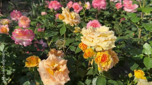 Wallpaper Mural Peach roses in a full bloom in the garden. Beautiful orange and pink floribunda rose flowers. Torontodigital.ca