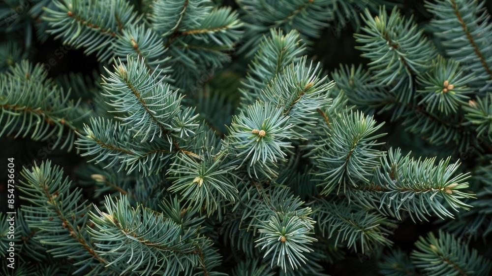 Soft foliage of perennial pine tree Soft foliage of perennial pine tree