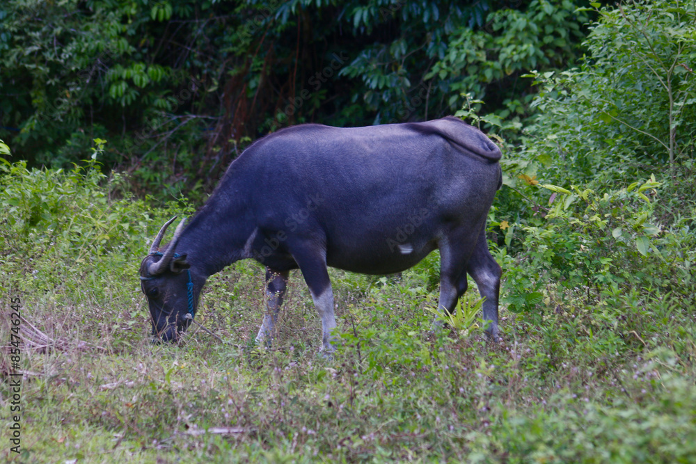 A buffalo chews grass. A buffalo in a clearing against the background of a forest eats grass. A buffalo chews grass. A buffalo in a clearing against the background of a forest eats grass.